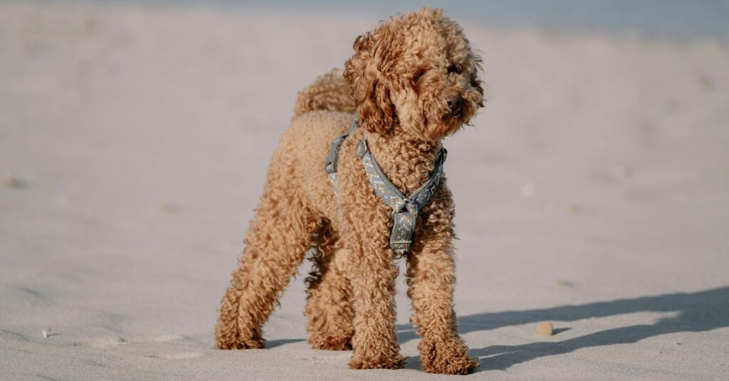 Poodle with harness, which helps with tracheal collapse