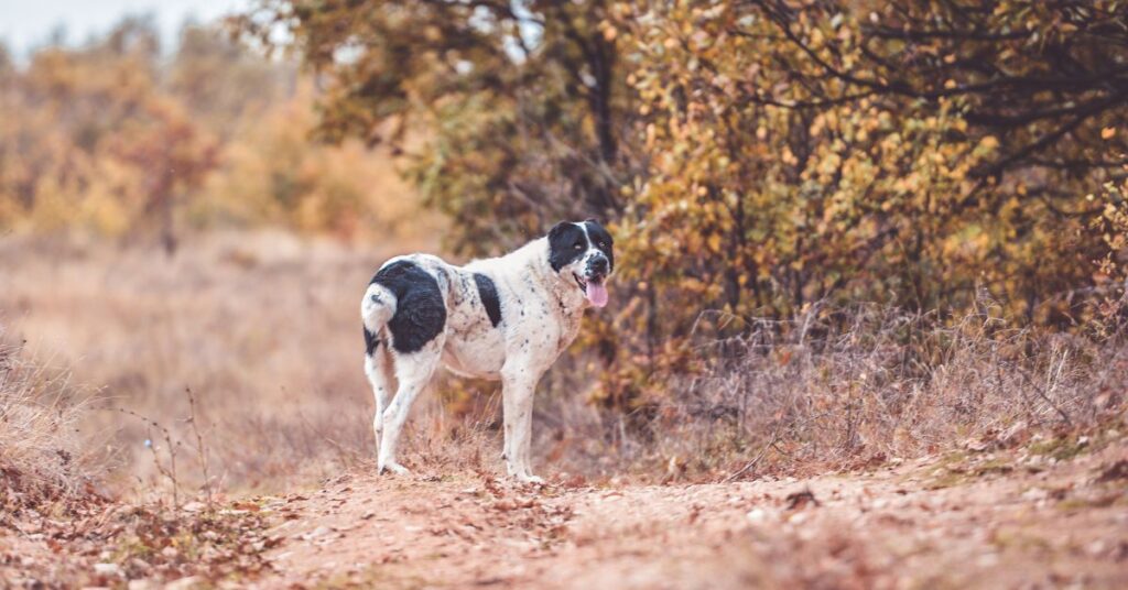 Central Asian Shepherd Dog