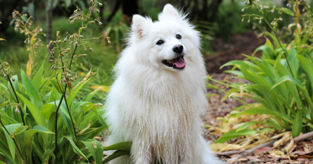 German Spitz