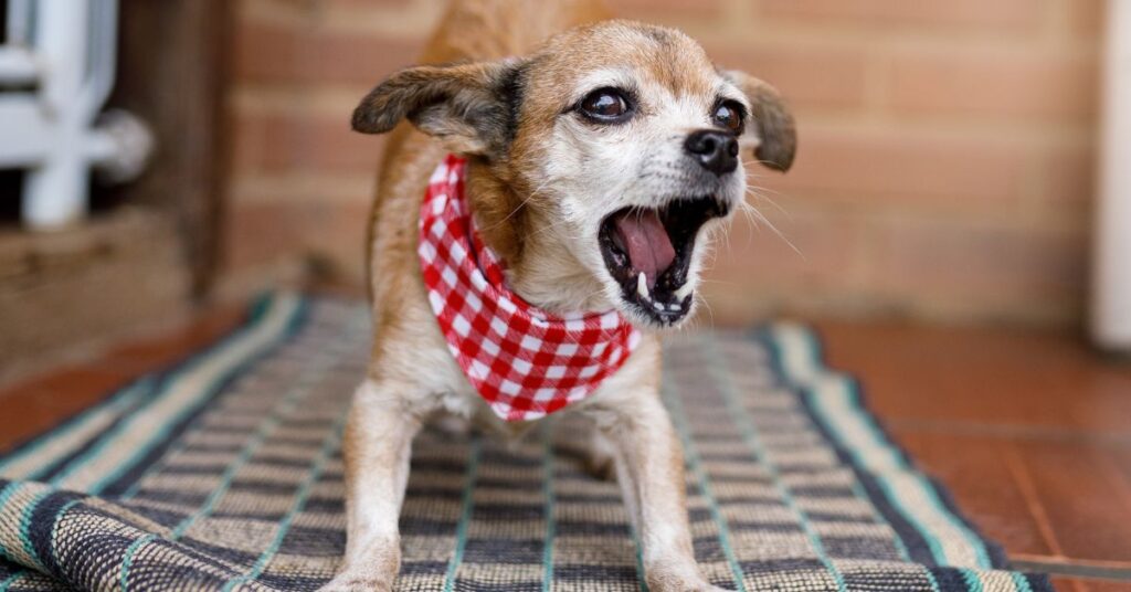 Small dog with the honking cough of tracheal collapse