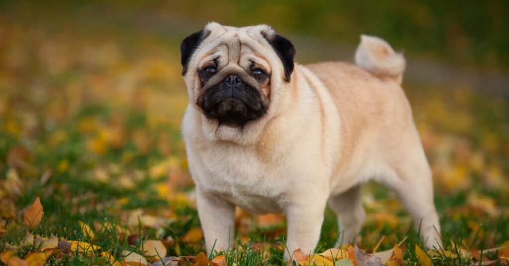 Overweight Pug with tracheal collapse