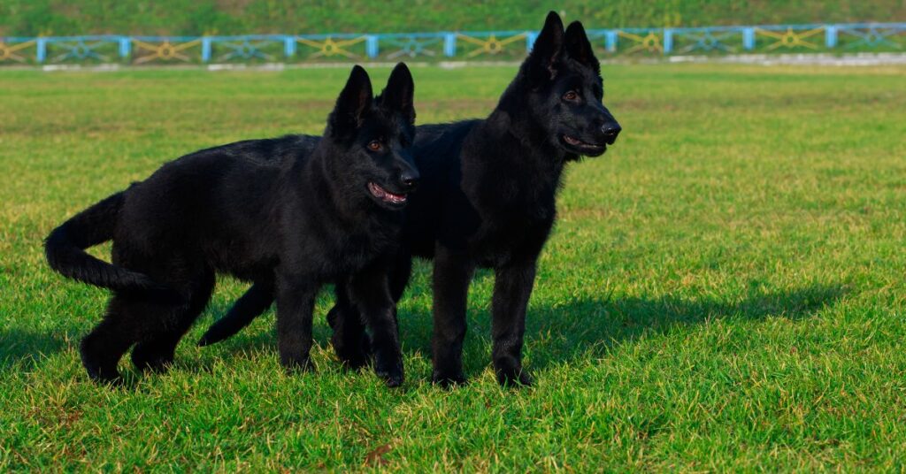 Belgian Sheepdog Puppies