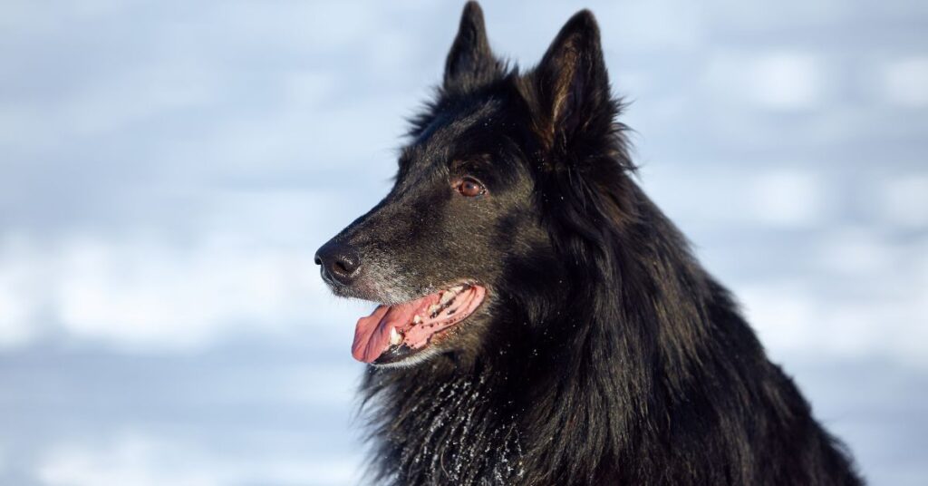 Belgian Sheepdog