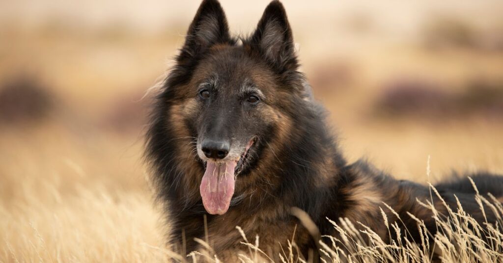 Belgian Tervuren