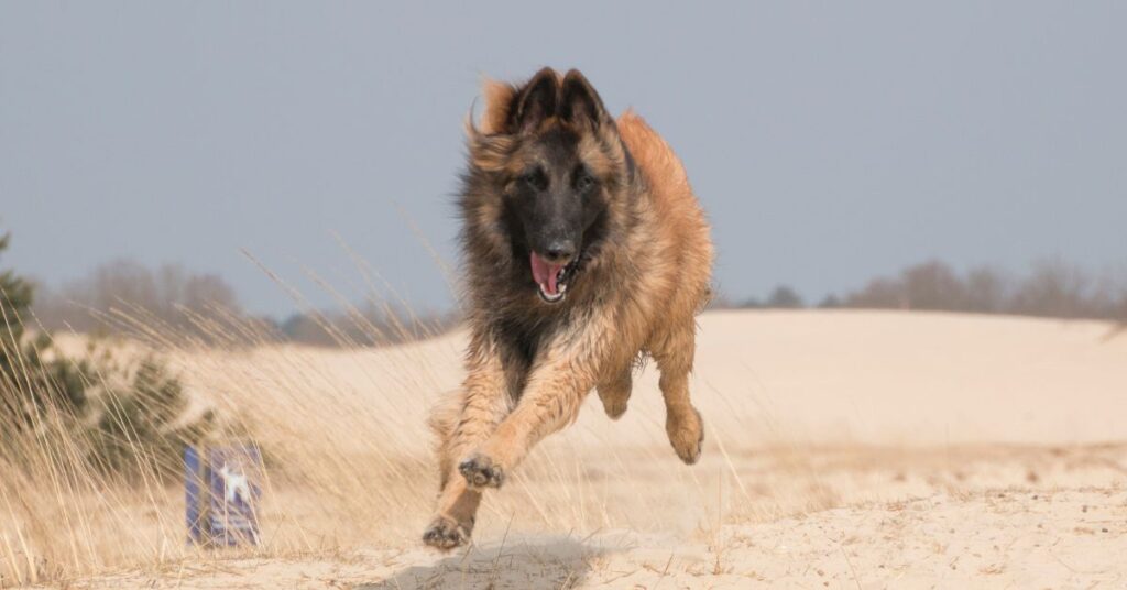 Belgian Tervuren