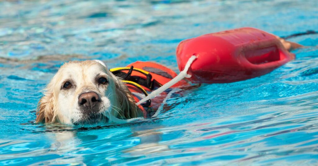 Water rescue dog