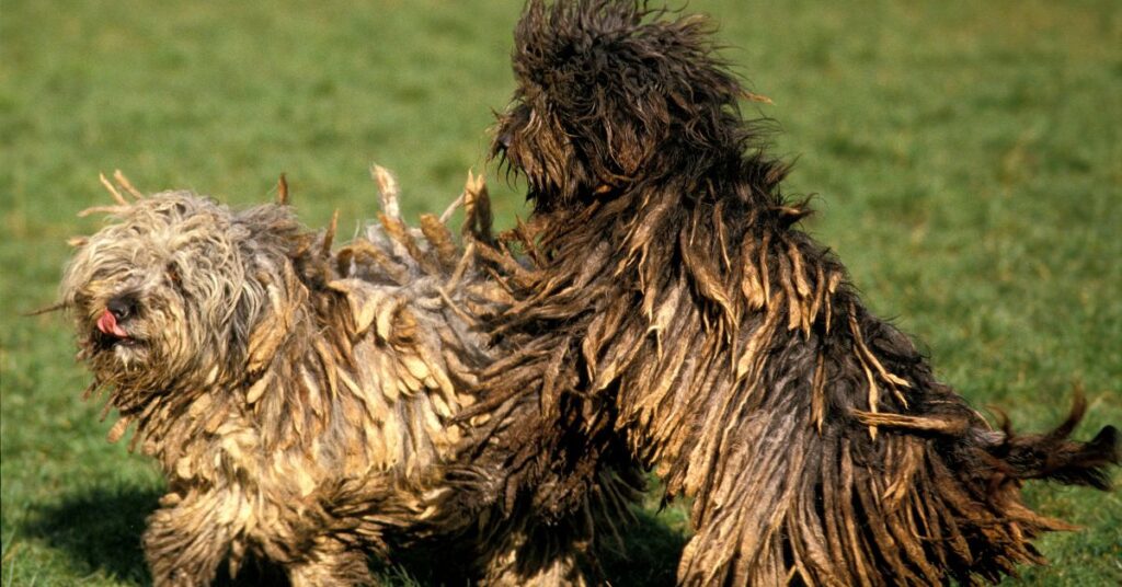 Bergamasco Sheepdogs Playing