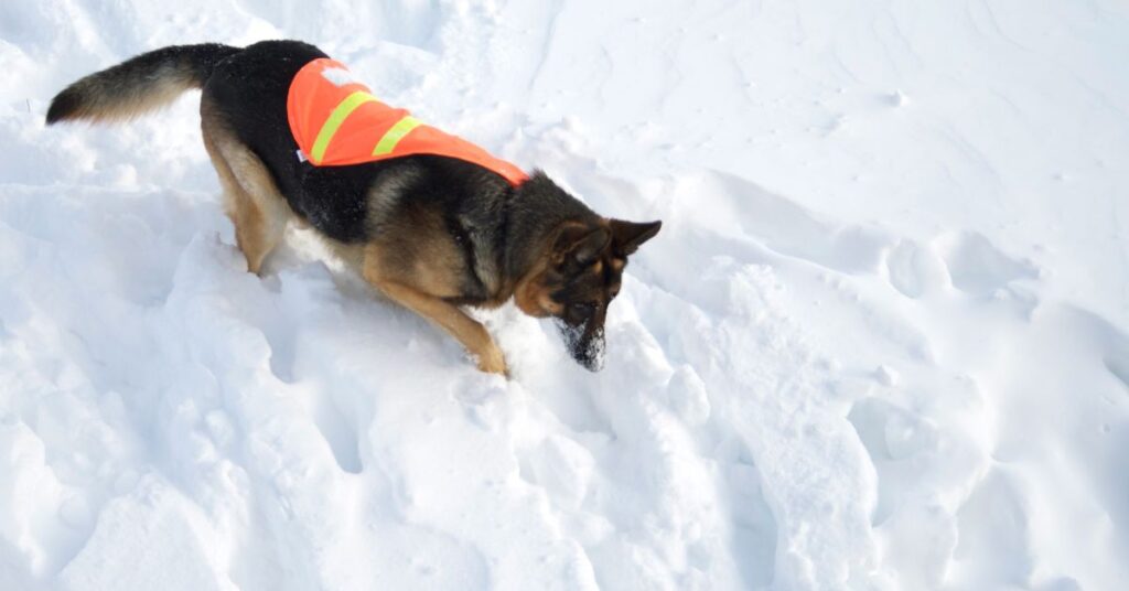 Snow rescue dog