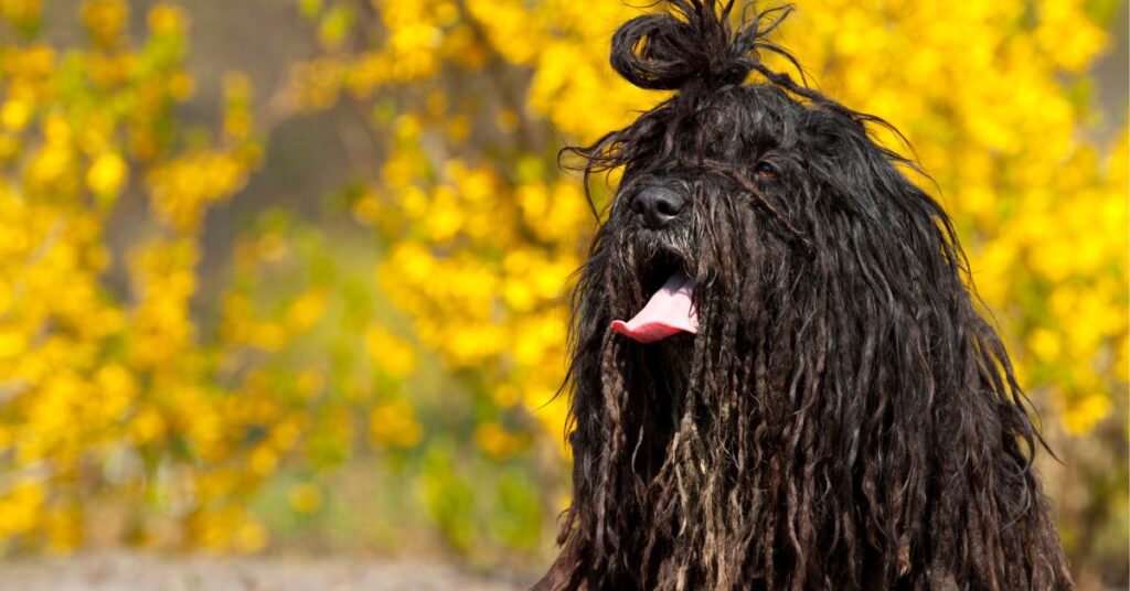 Bergamasco Sheepdog