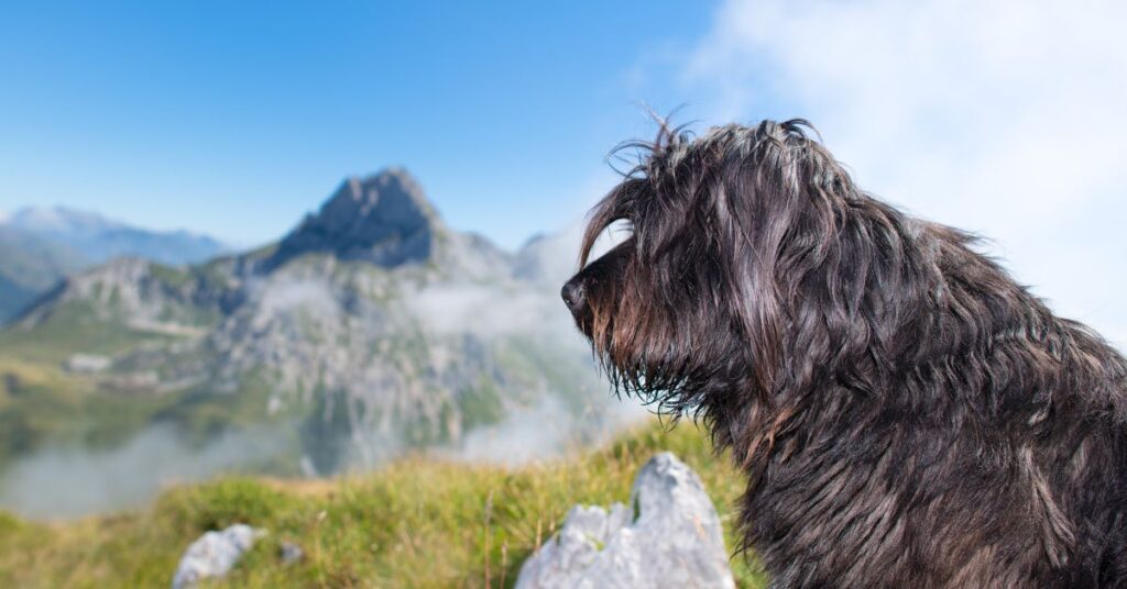 Bergamasco Sheepdog