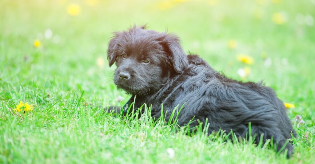 Bergamasco Sheepdog Puppy
