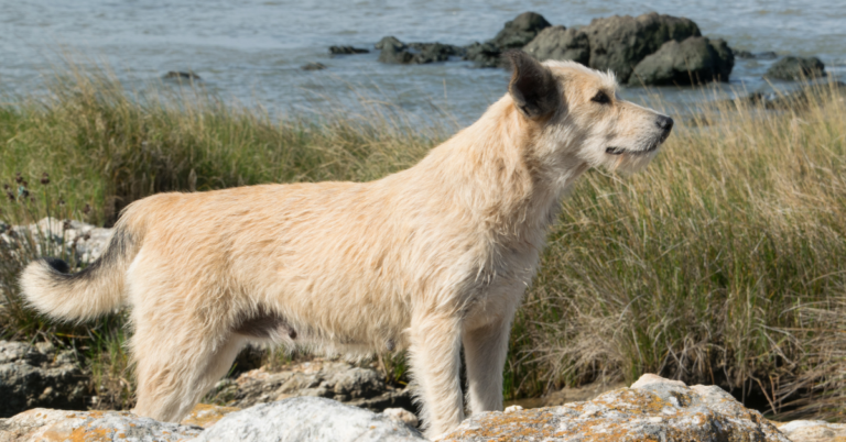 Berger Picard: Rare, Rustic & Full of Personality