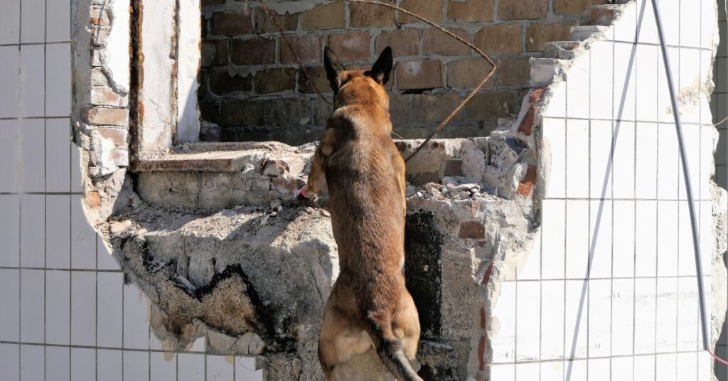 Search and rescue shepherd