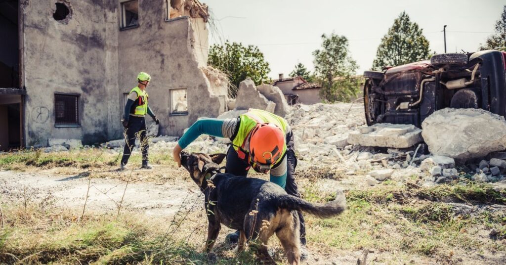 Dog searching bombed area