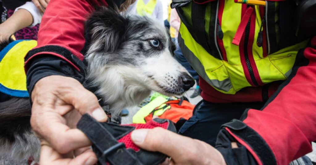 Search and rescue dog getting ready