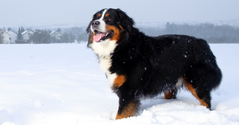 Bernese Mountain Dog: Gentle Giant with a Loving Nature