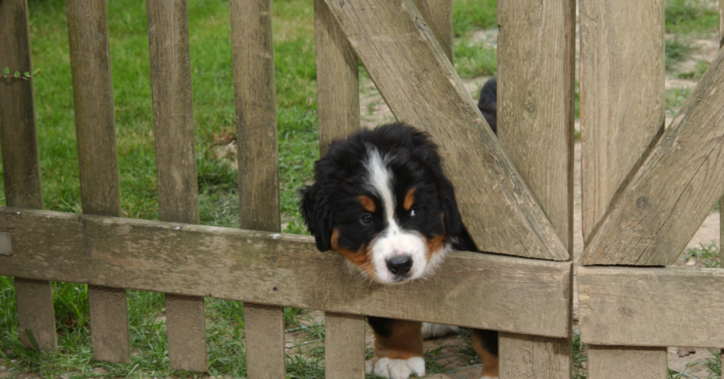 Bernese Mountain Dog Puppy