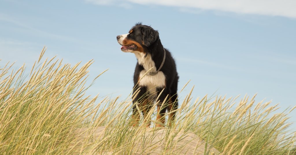 Bernese Mountain Dog