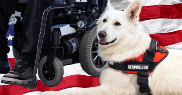 Service Dogs and Veterans: A Bond Beyond Words