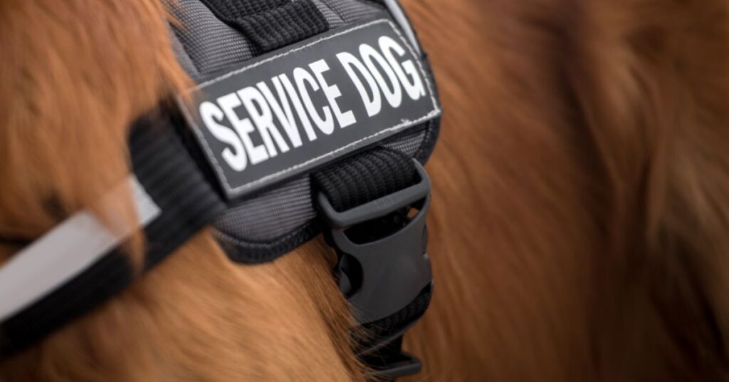 service dog with harness