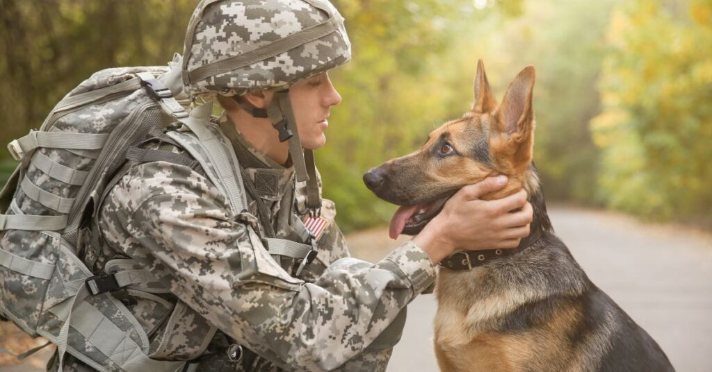 service dog and veteran