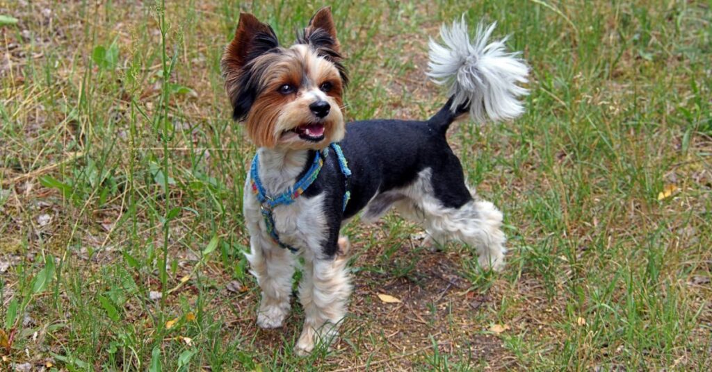 Biewer Terrier