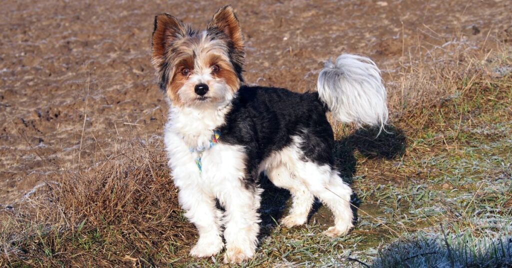 Biewer Terrier