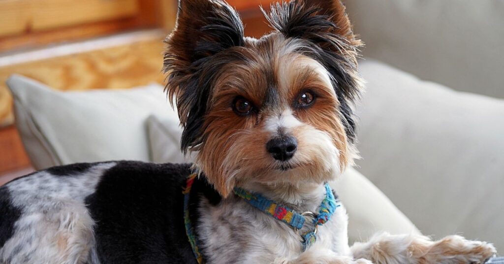 Biewer Terrier
