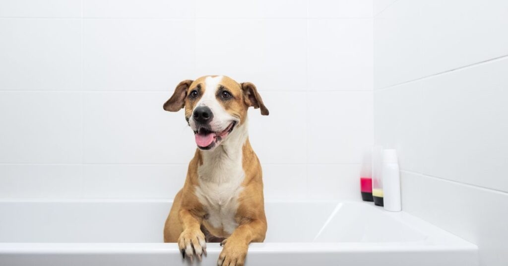 dog in a bathtub