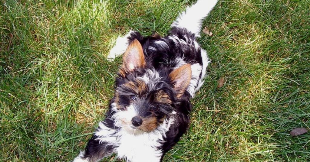 Biewer Terrier