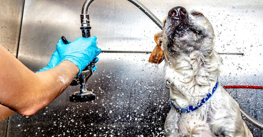 Dog getting a bath and shaking water off