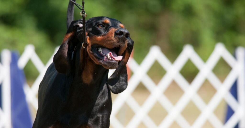 Black and Tan Coonhound