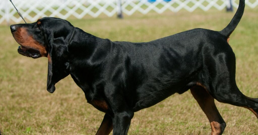 Black and Tan Coonhound