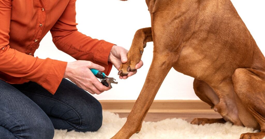 Dog getting nails trimmed