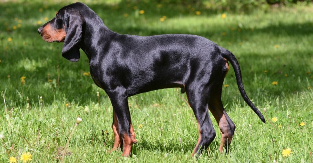 Black and Tan Coonhound