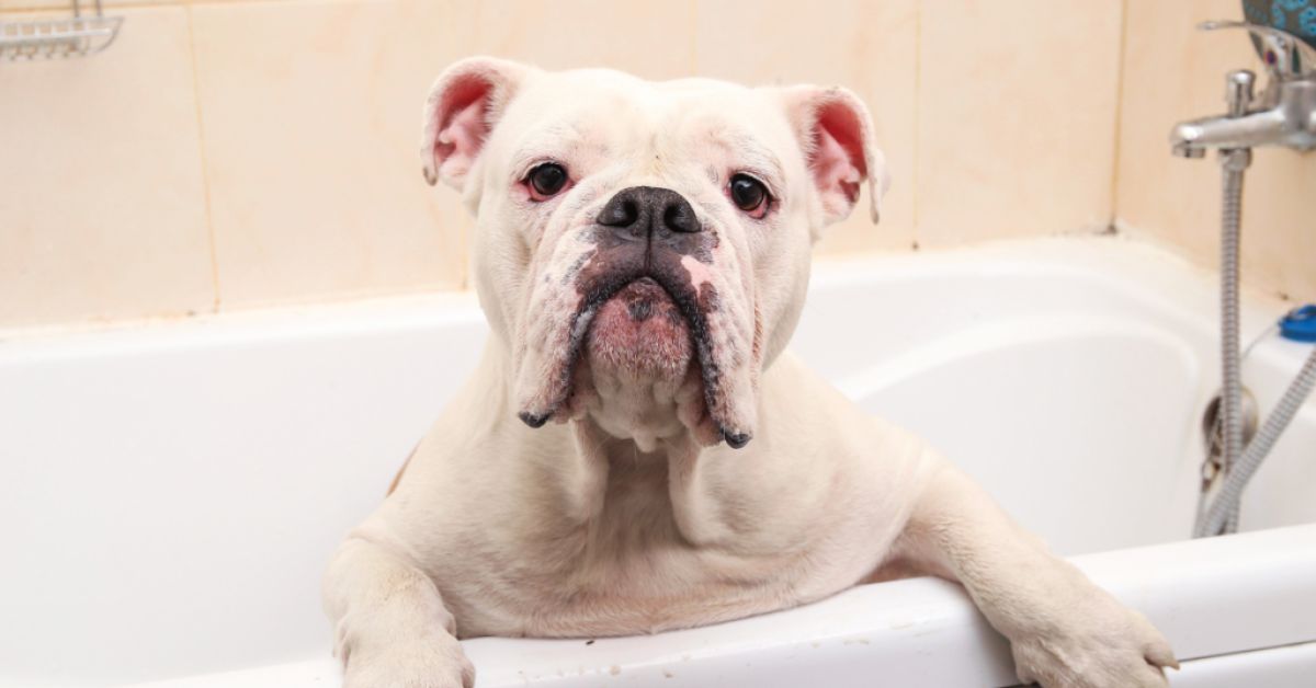 Bulldog in a bathtub