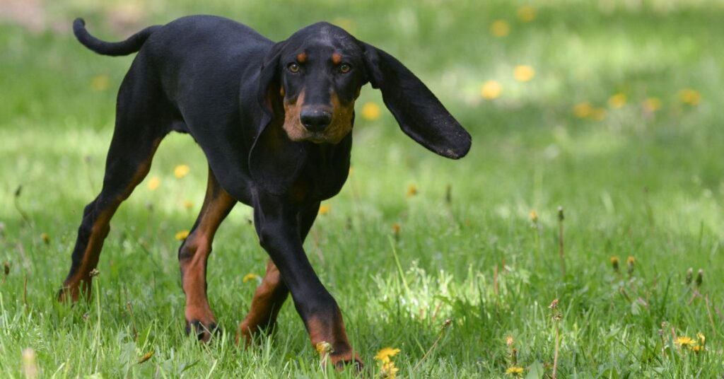 Black and Tan Coonhound Puppy