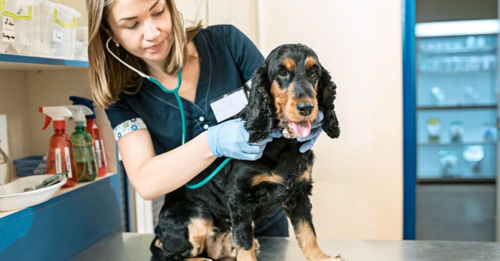 Sick coughing dog being examined by vet, Canine Adenovirus Type 2 (CAV-2)