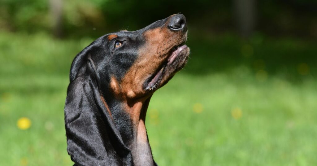 Black and Tan Coonhound
