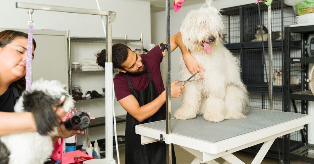 Dog being groomed at the groomers