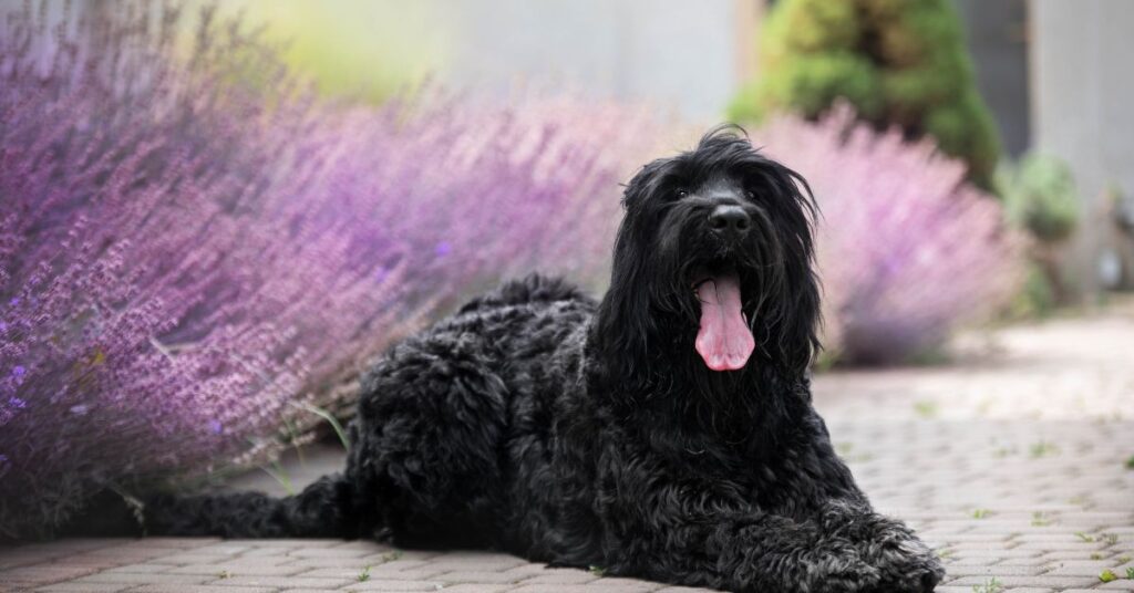 Black Russian Terrier