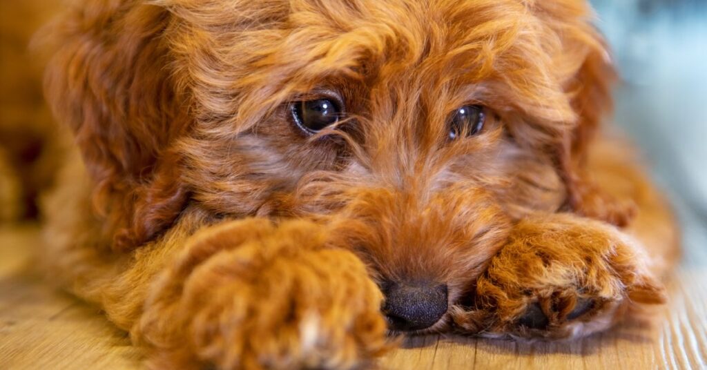 Sick puppy with watery eyes