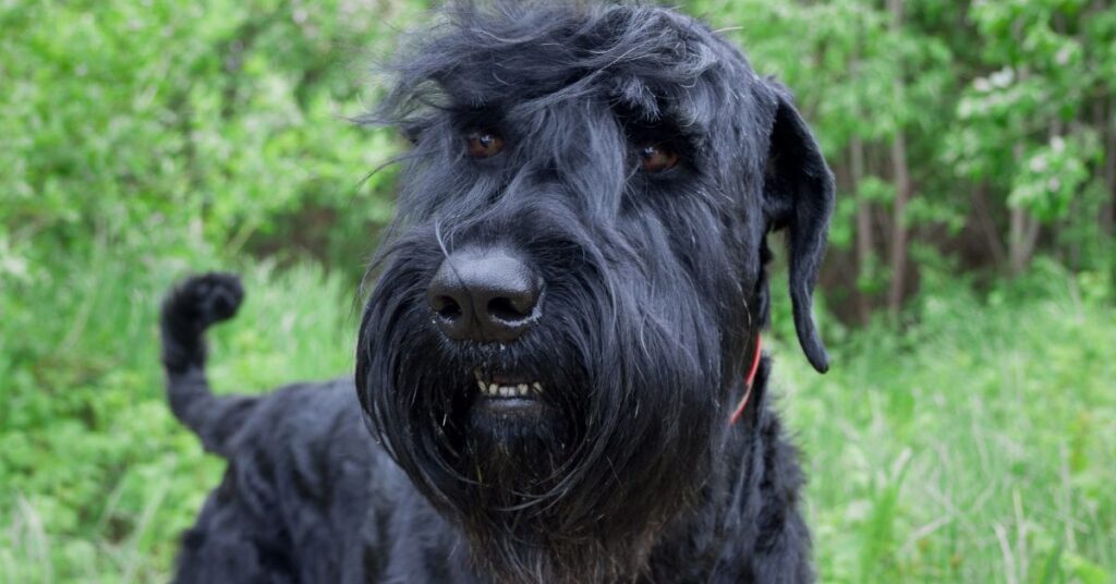 Black Russian Terrier