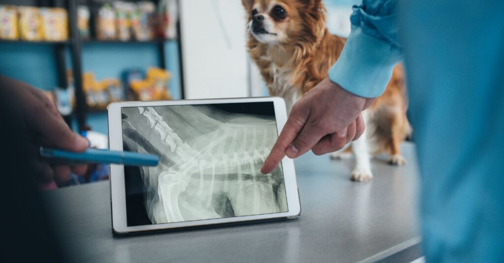 Vet looking at xray