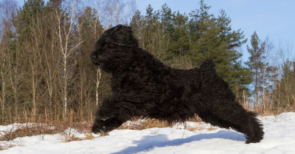 Black Russian Terrier