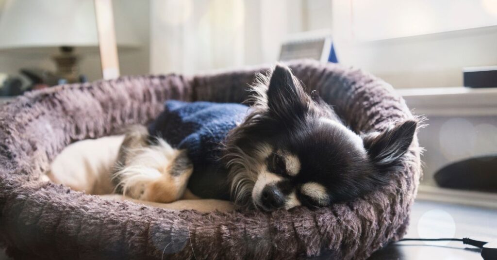 dog resting in it's bed