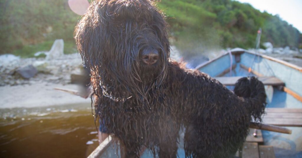 Black Russian Terrier