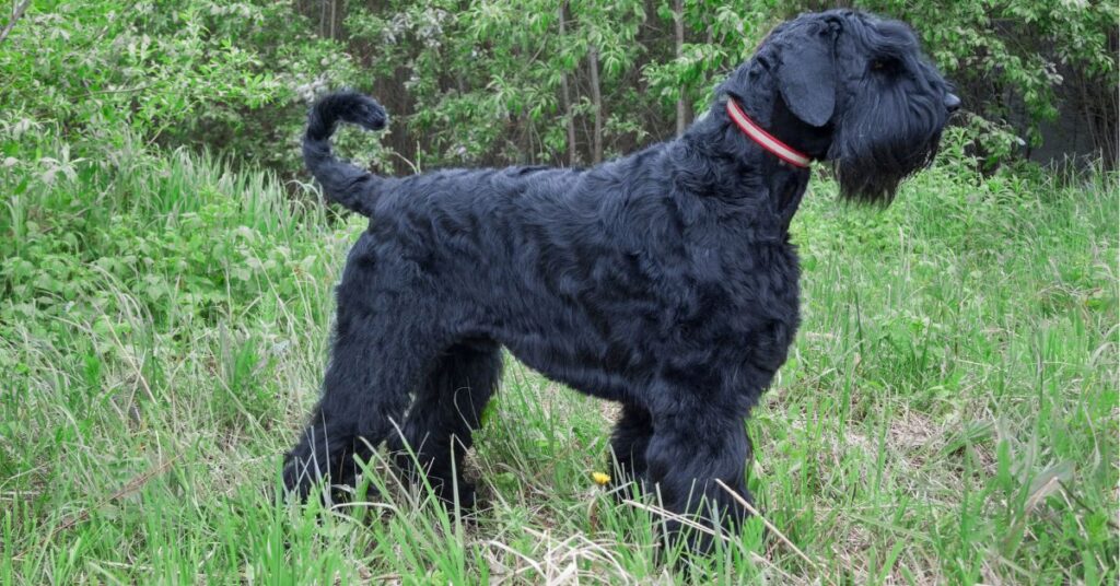 Black Russian Terrier