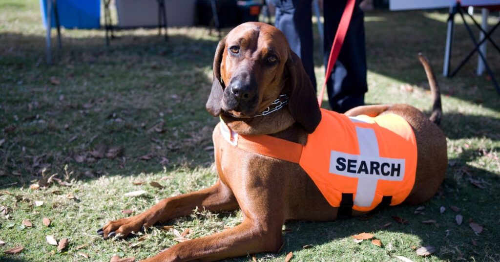 Bloodhound
