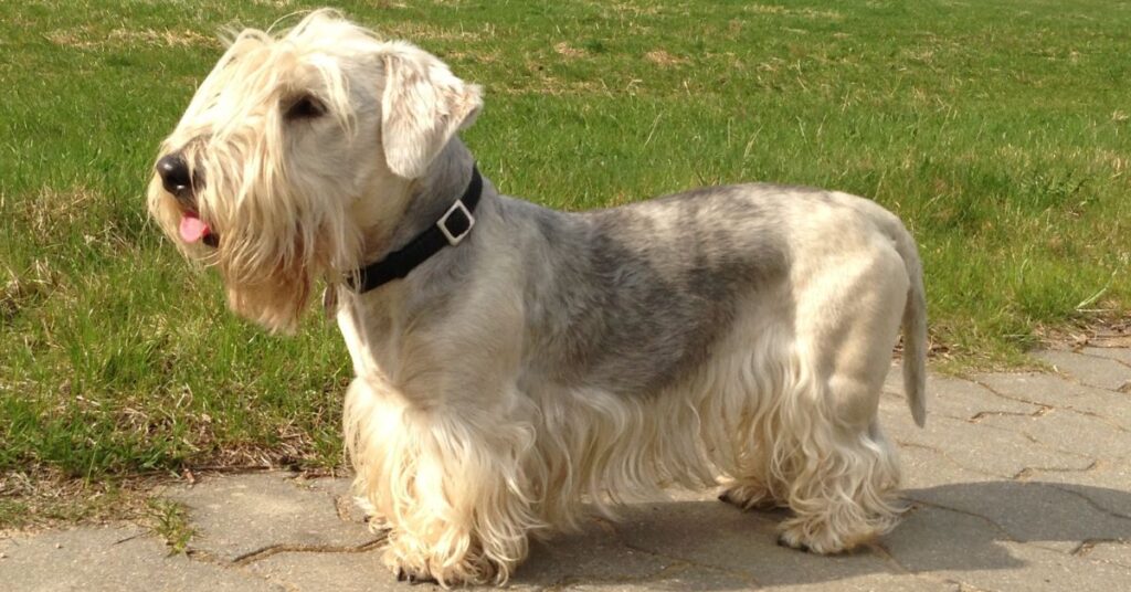 Cesky Terrier
